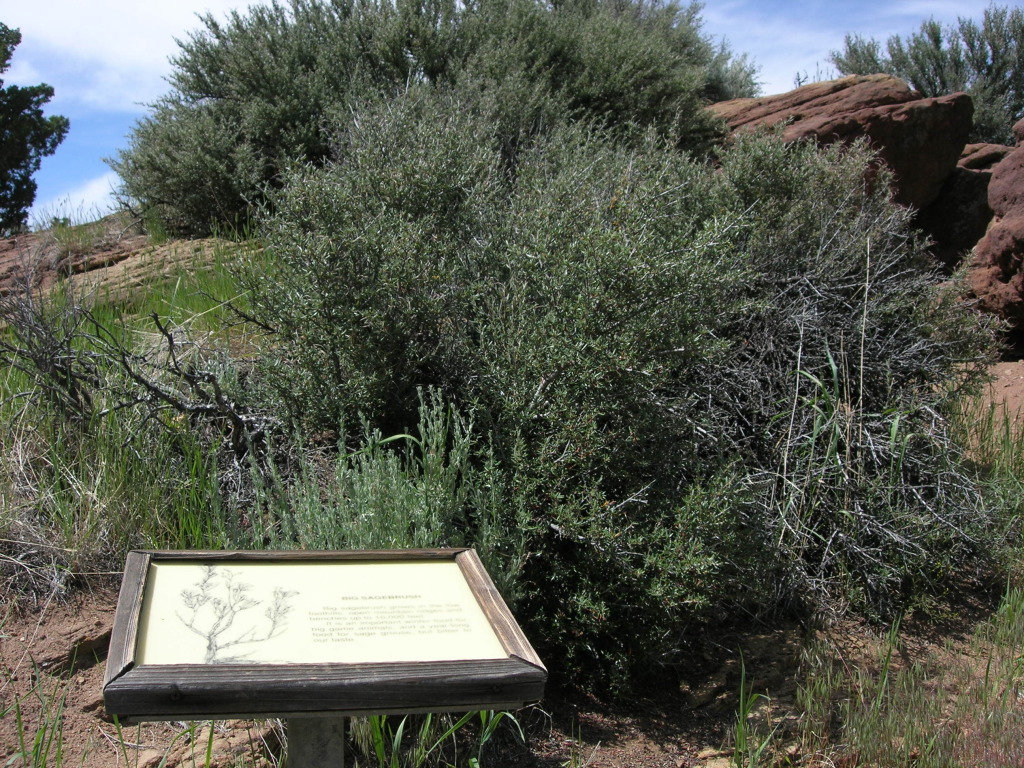 Scaled image 0420_big_sagebrush_(wüstenbeifuß).jpg 