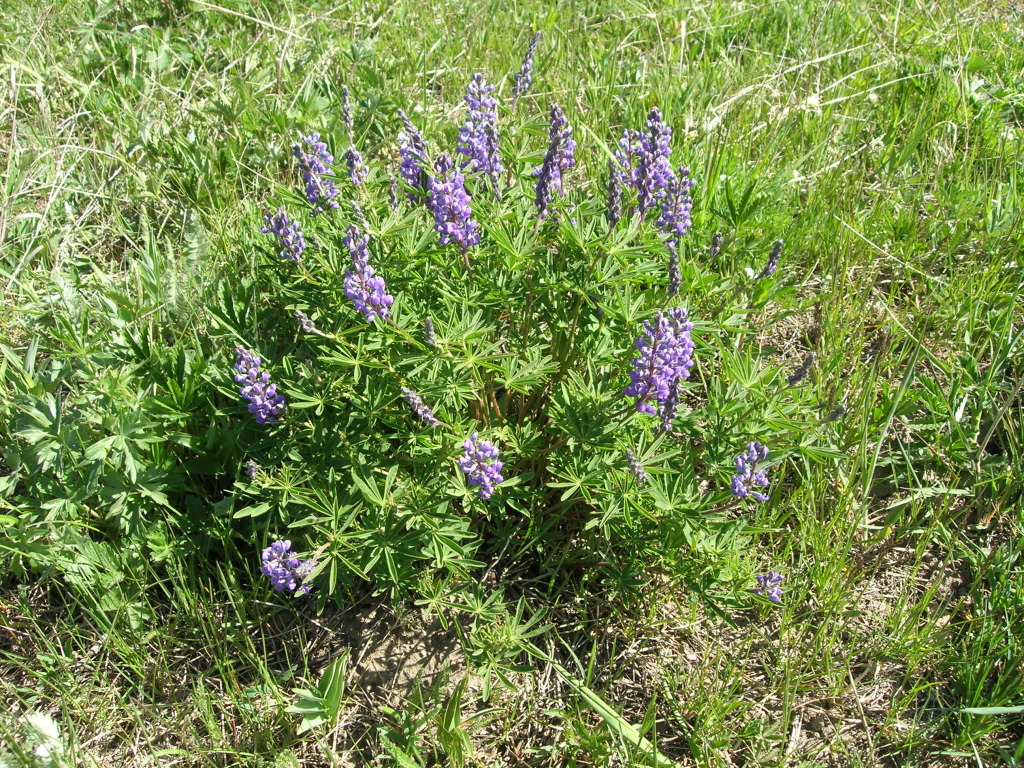 Scaled image 0520_blue_lupine.jpg 