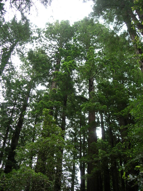 Scaled image 1600_muir_woods.jpg 