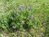 Thumbnail 0520_blue_lupine.jpg 