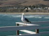 Thumbnail 1740_sea_gull.jpg 