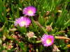 Thumbnail 1750_flower.jpg 