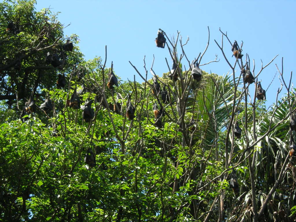 Scaled image 0318_grey_headed_flying_foxes.jpg 