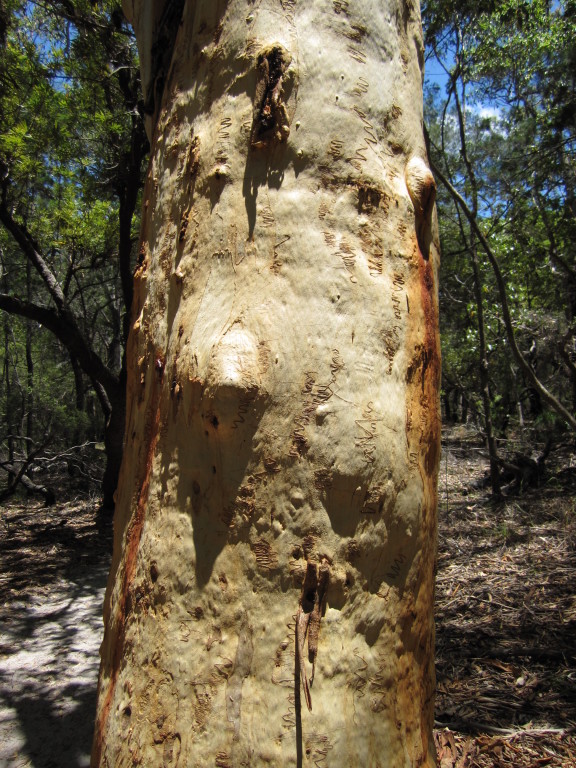 Scaled image 1170_scribbly_gum.jpg 